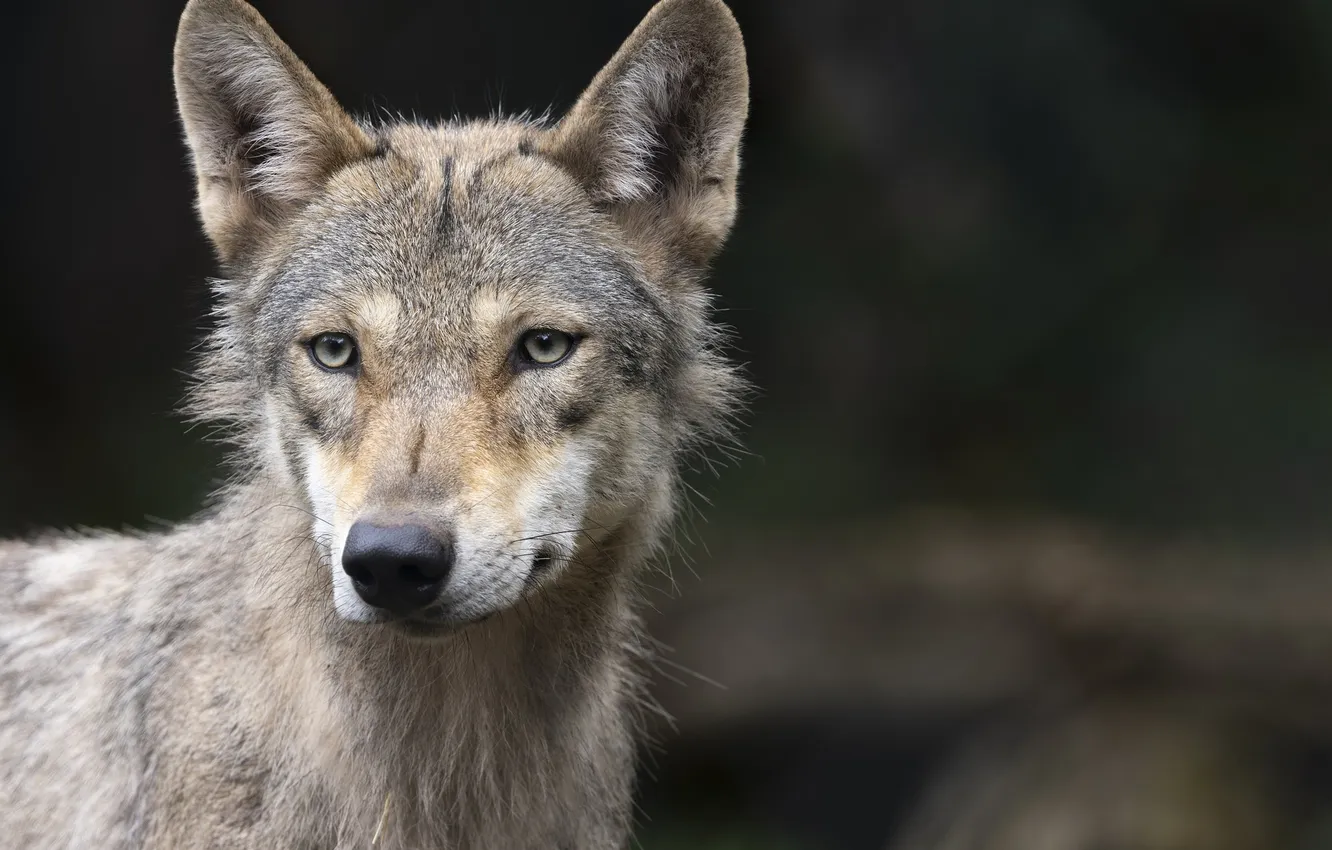 Photo wallpaper Predator, nature, snow, face, animal, wolf, canis lupus, wildlife