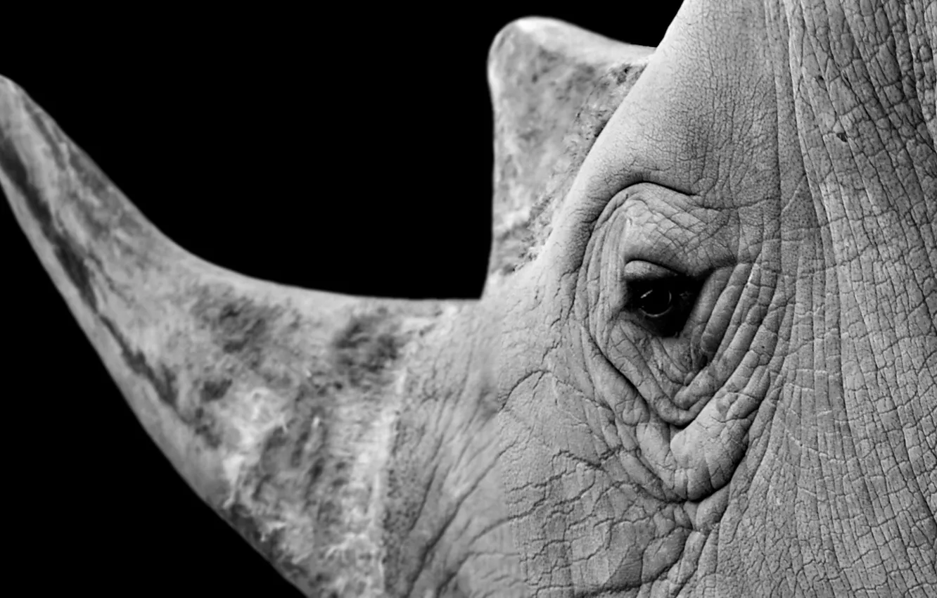 Photo wallpaper nature, background, Rhino
