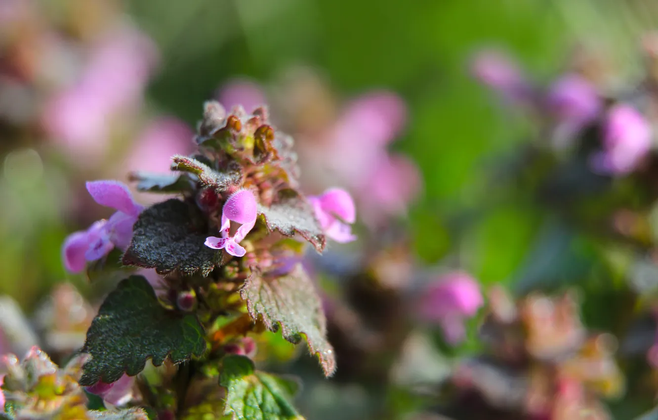 Photo wallpaper flower, leaf, plant