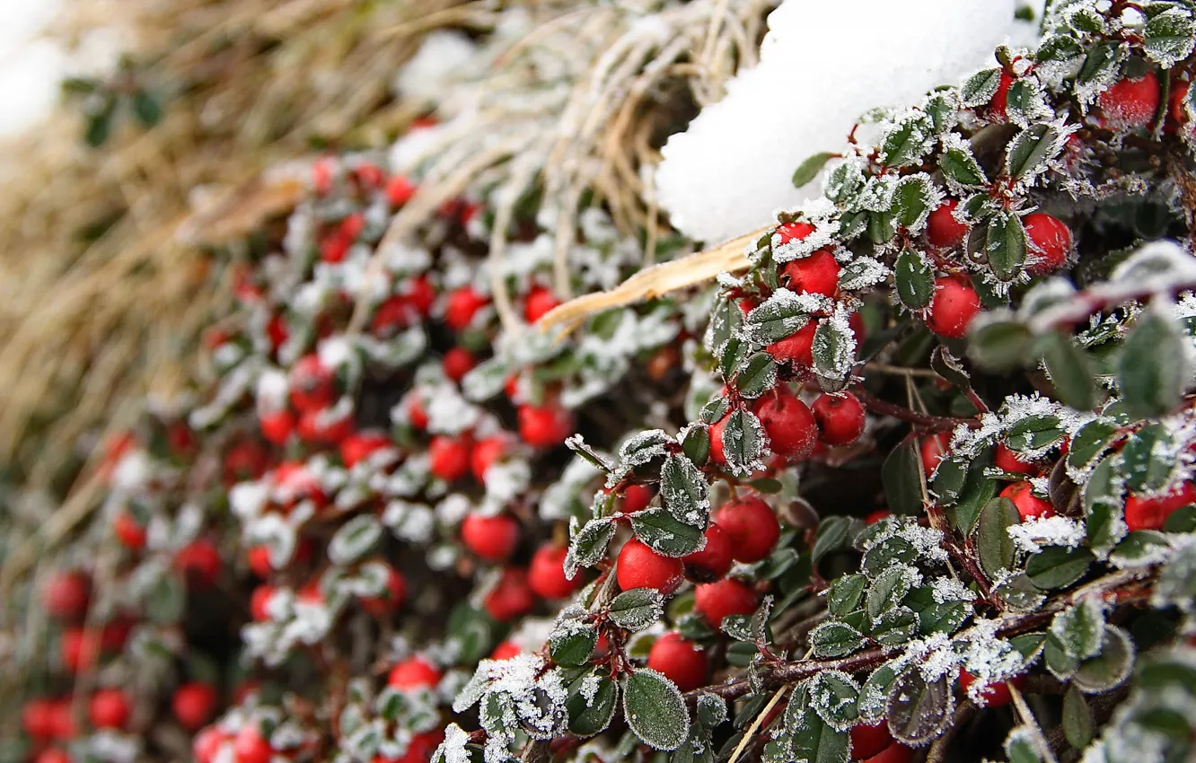 Photo wallpaper winter, autumn, macro, snow, branches, red, nature, berries