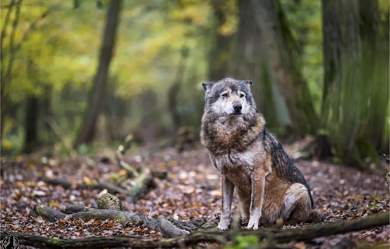 Photo wallpaper forest, animals, nature, wolf, predator