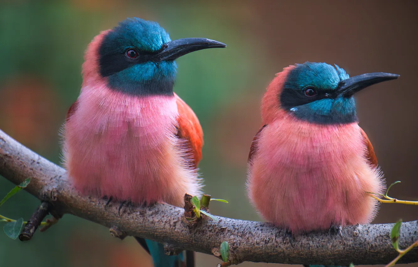 Photo wallpaper birds, two, branch, Hummingbird, pink, a couple, Duo, bright plumage