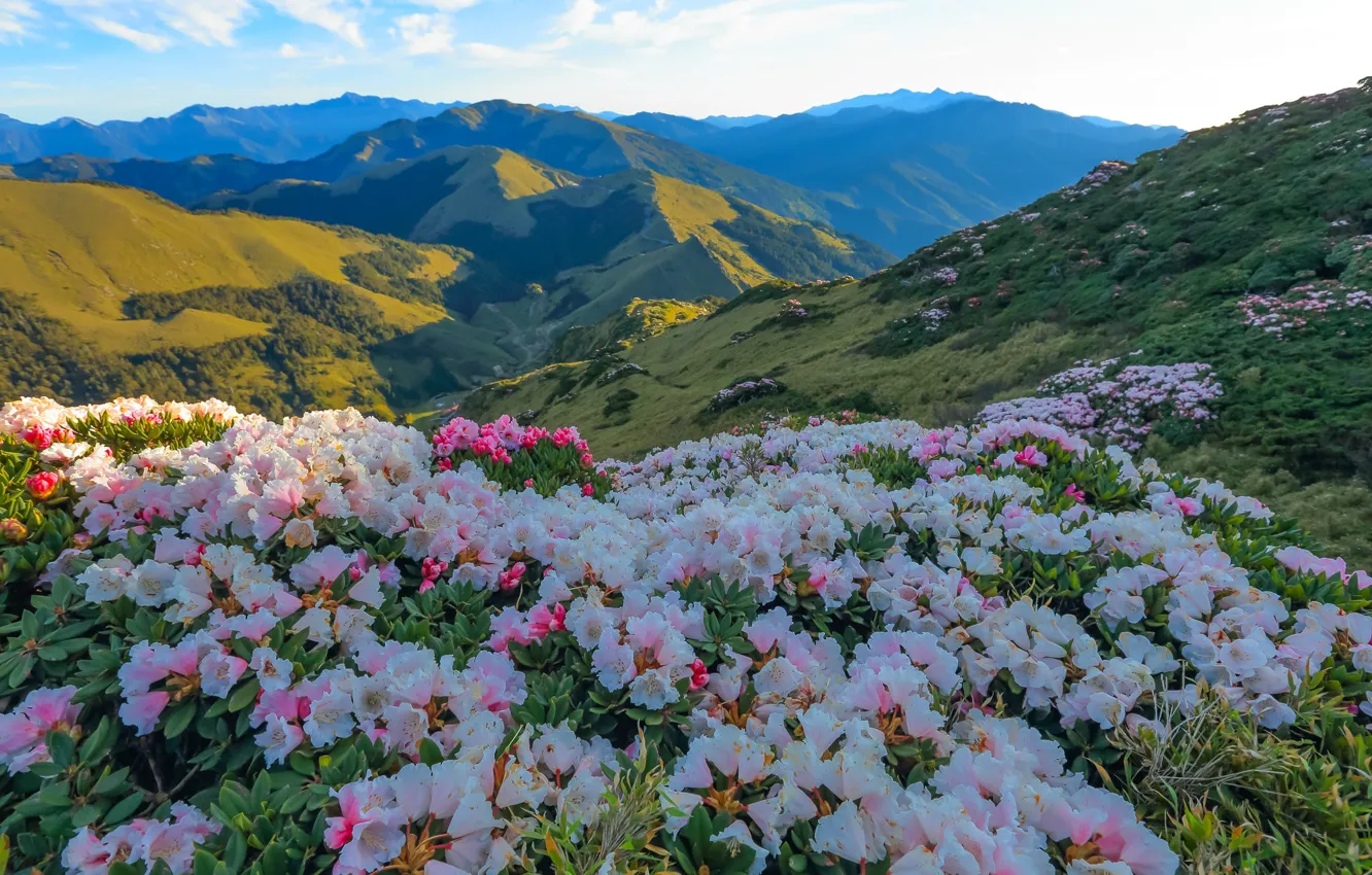 Photo wallpaper flowers, mountains, rhododendrons