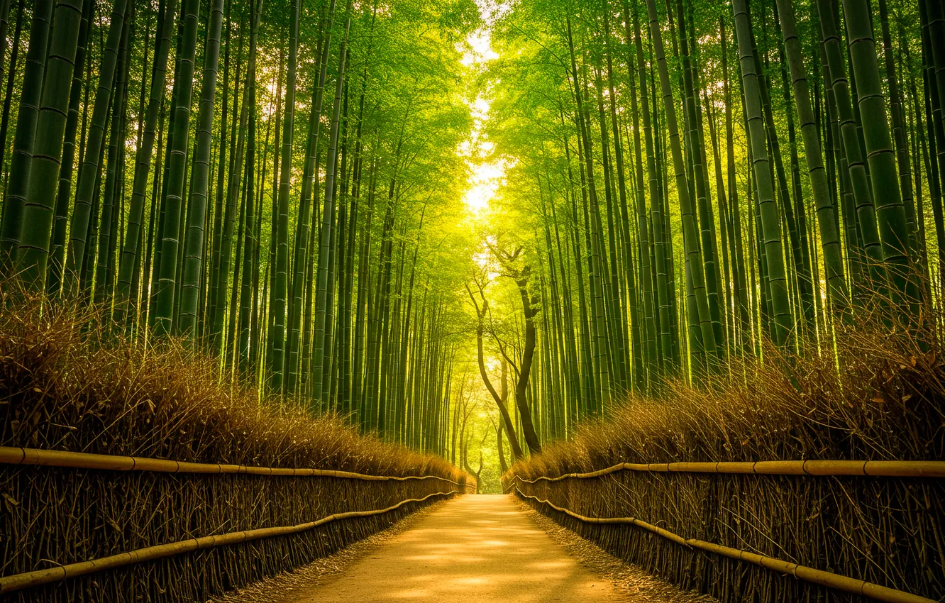 Photo wallpaper trail, bamboo, grove