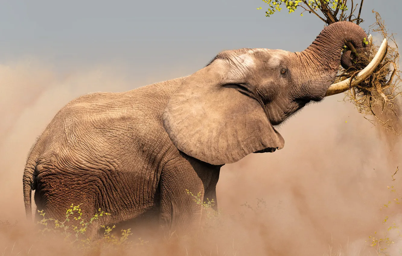 Photo wallpaper branches, pose, background, elephant, tree, meal
