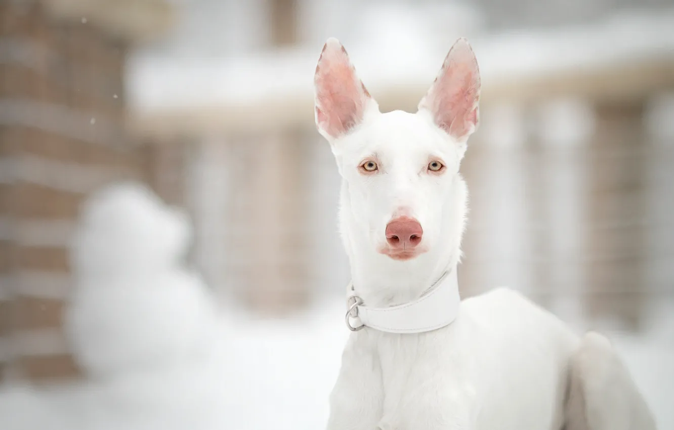 Photo wallpaper winter, look, face, snow, nature, portrait, dog, white