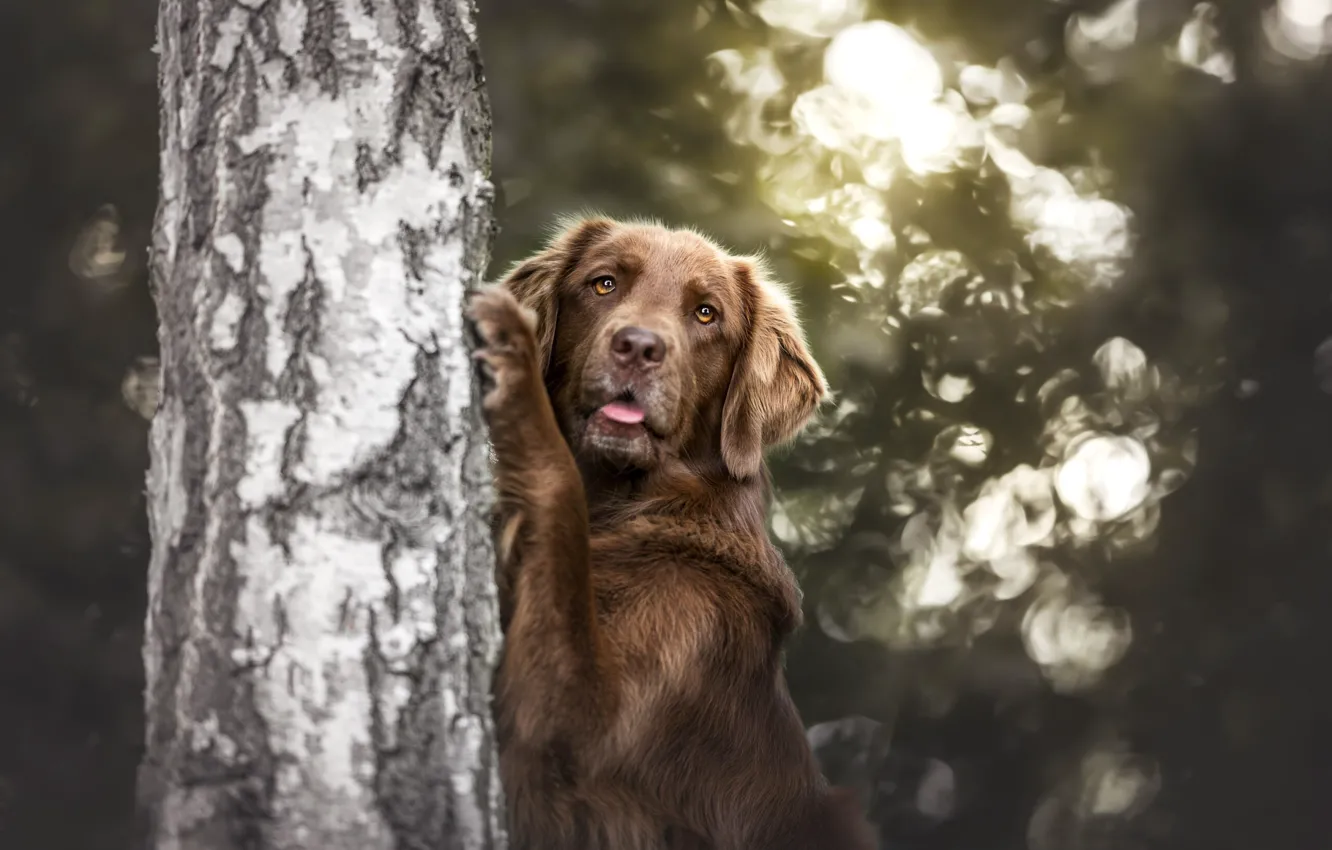 Photo wallpaper language, look, face, light, trees, nature, dog, paws
