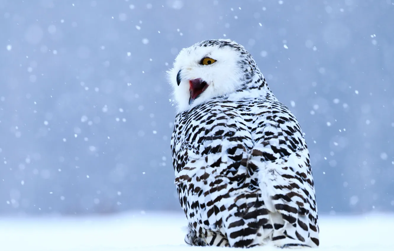 Photo wallpaper winter, look, snow, owl, bird, beak, snowfall, Creek
