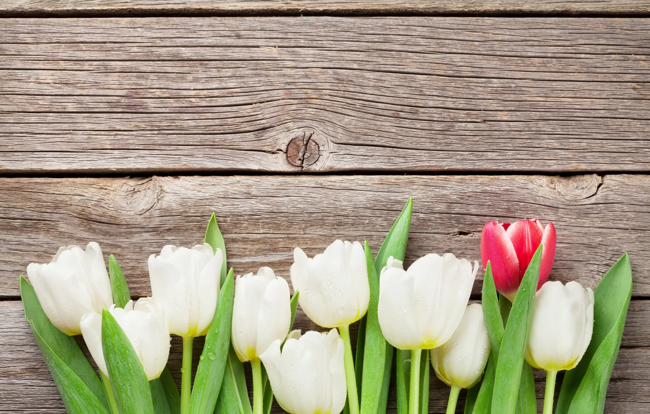Photo wallpaper flowers, bouquet, tulips, white, wood, flowers, tulips, bouquet