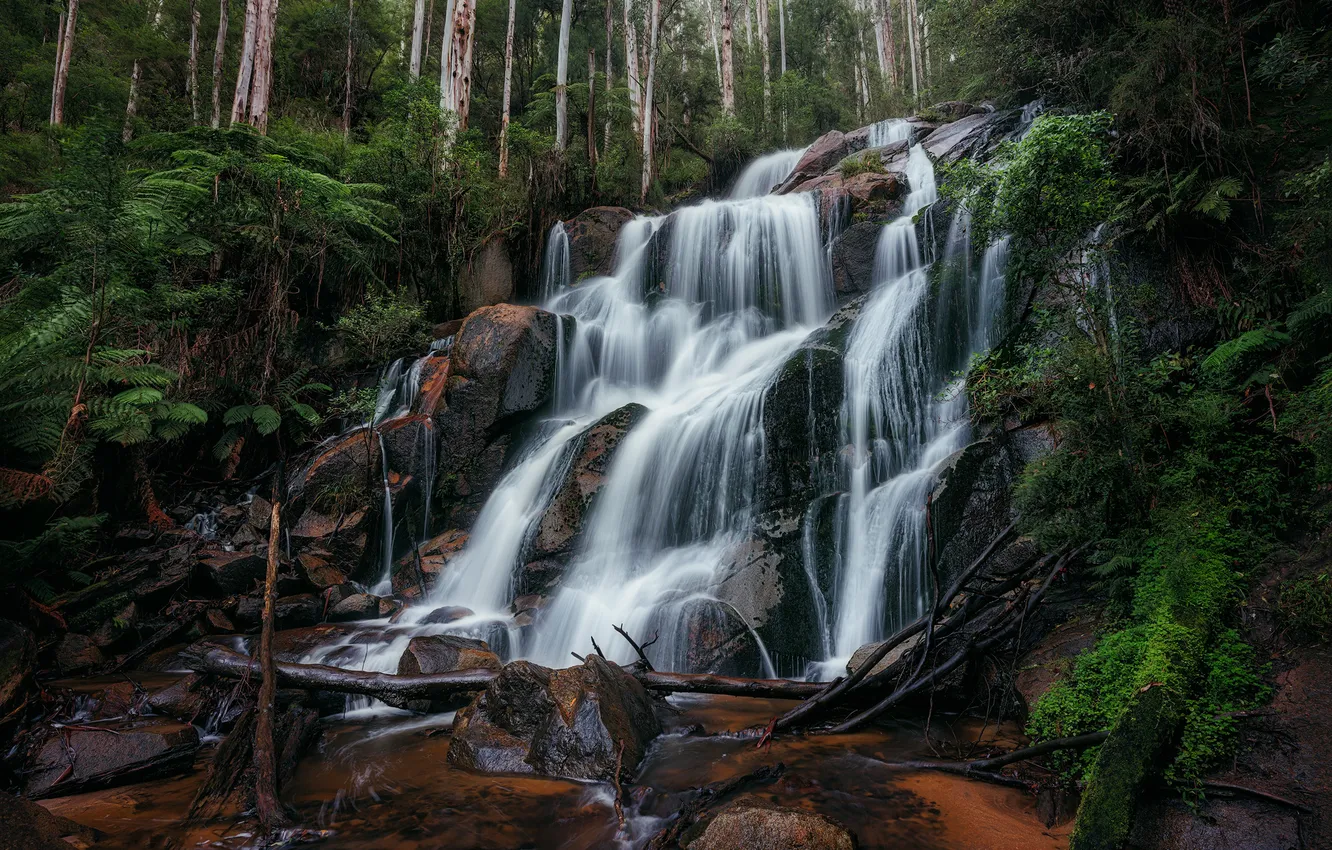 Photo wallpaper greens, forest, trees, branches, stones, rocks, shore, vegetation