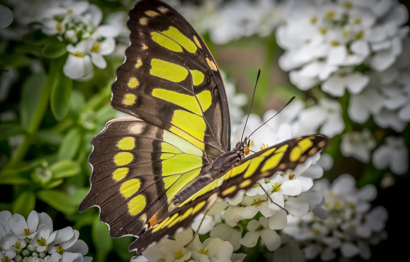 Photo wallpaper flowers, butterfly, wings