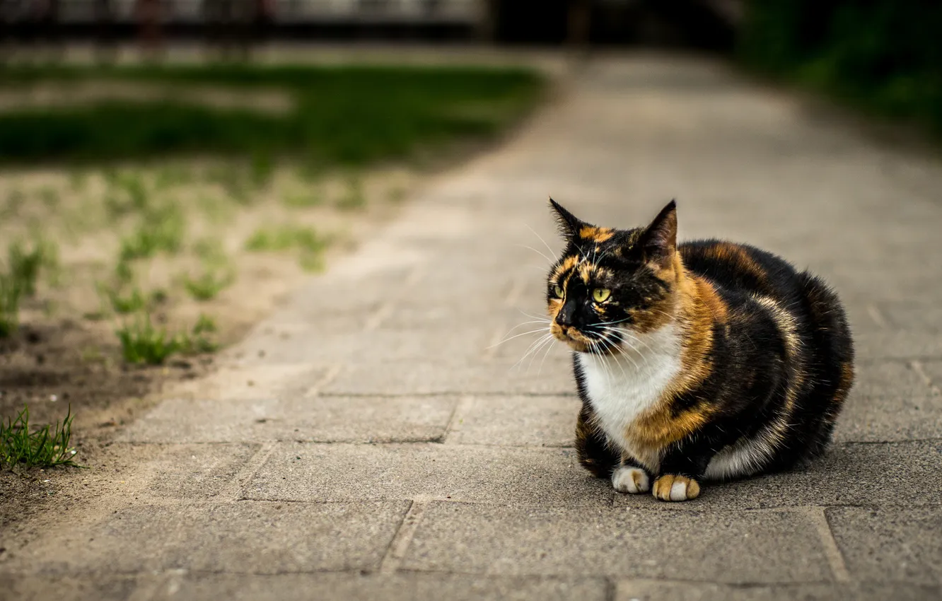 Photo wallpaper grass, cat, Park, method