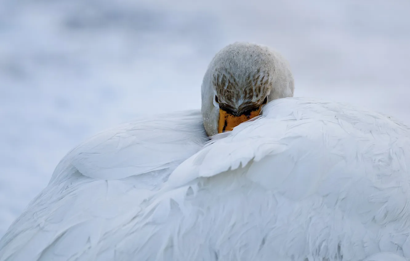 Photo wallpaper wings, nose, swans