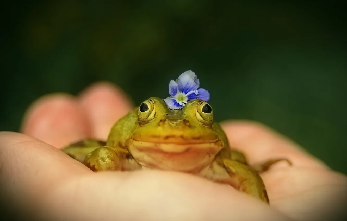 Photo wallpaper macro, nature, frog