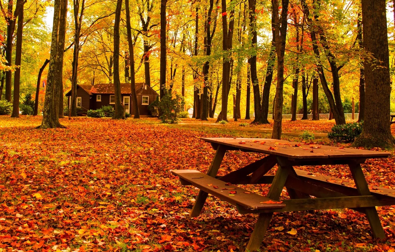 Photo wallpaper road, autumn, forest, leaves, trees, bench, nature, Park