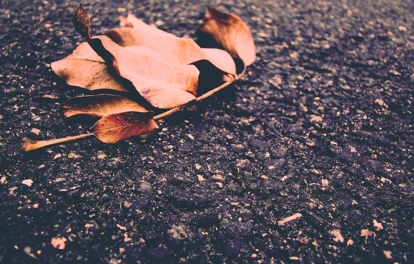 Photo wallpaper winter, autumn, asphalt, leaves, nuts