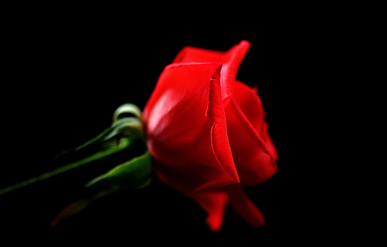 Photo wallpaper macro, nature, background, roses, petals, buds