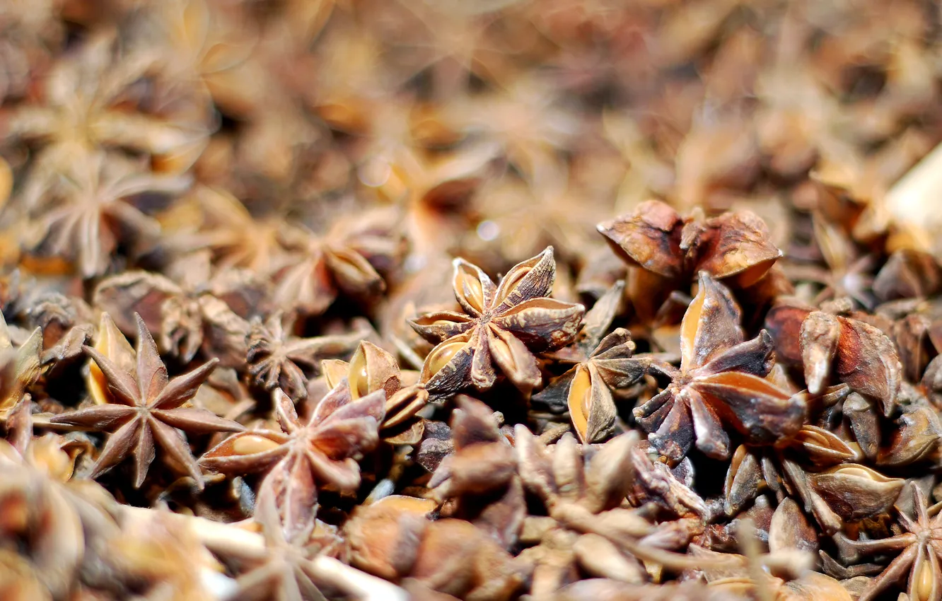 Photo wallpaper stars, spices, spices, seasoning, star anise, anise, East, anise star