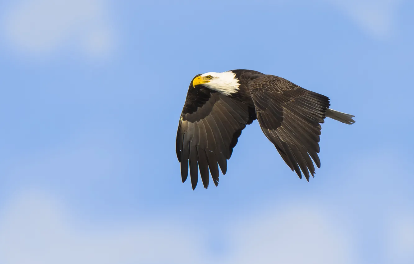 Photo wallpaper sky, flight, bald eagle
