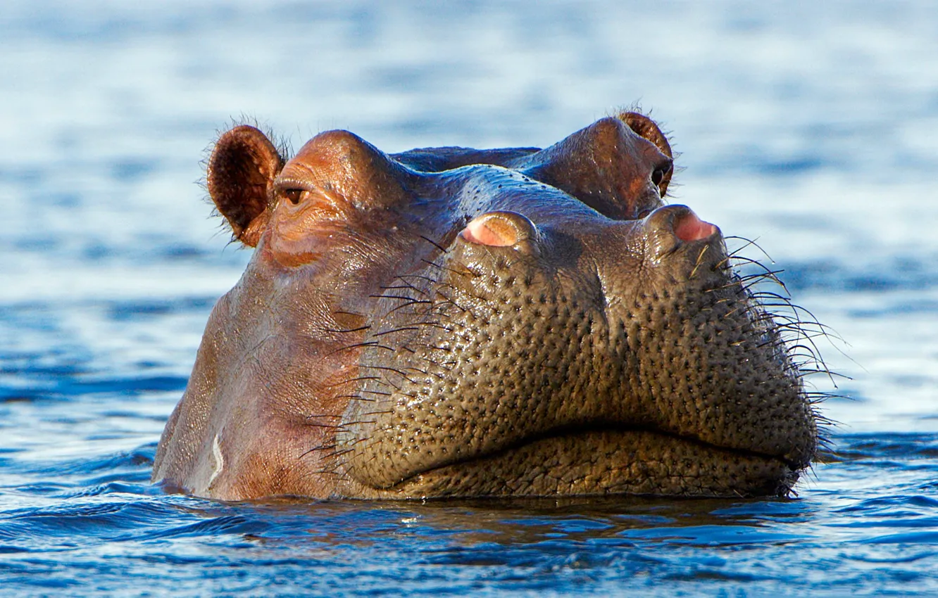 Photo wallpaper water, Hippo, Hippo