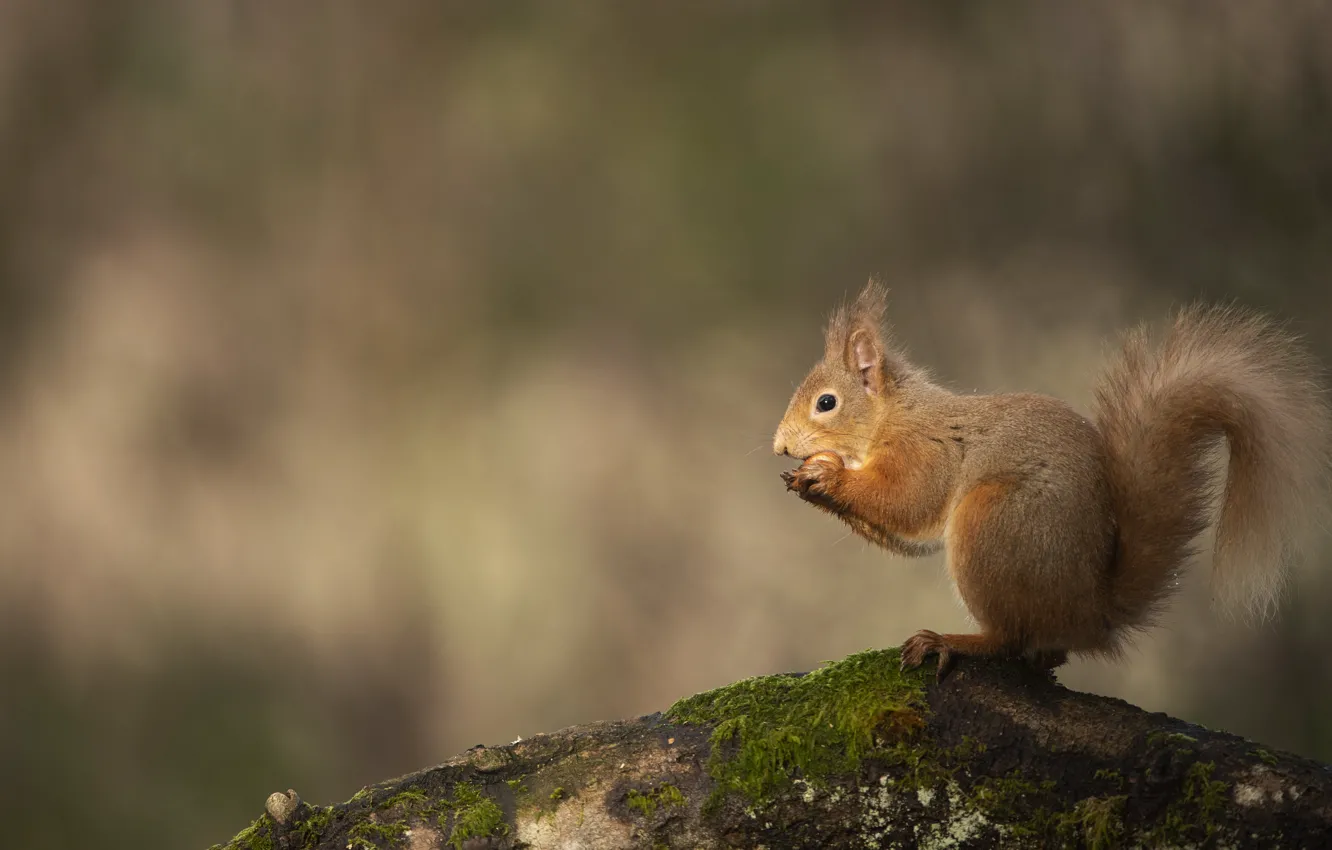 Photo wallpaper nuts, background, log, nature, protein, moss, bokeh, meal