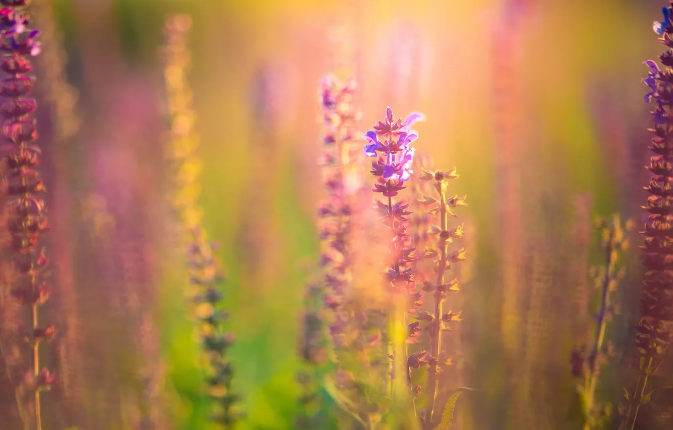 Photo wallpaper flower, purple, flowers, background, pink, widescreen, Wallpaper, vegetation