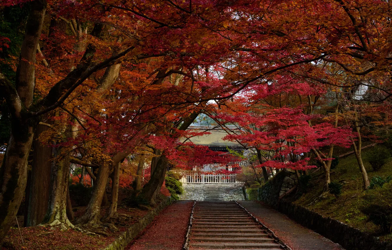 Photo wallpaper autumn, leaves, trees, nature, Japan, temple, steps