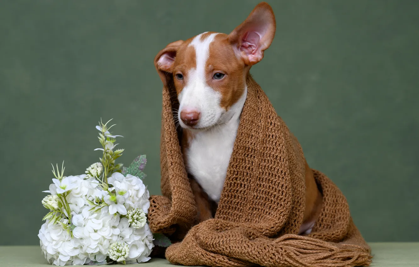 Photo wallpaper flowers, background, dog, scarf, face, Irina Kovaleva, Basenji