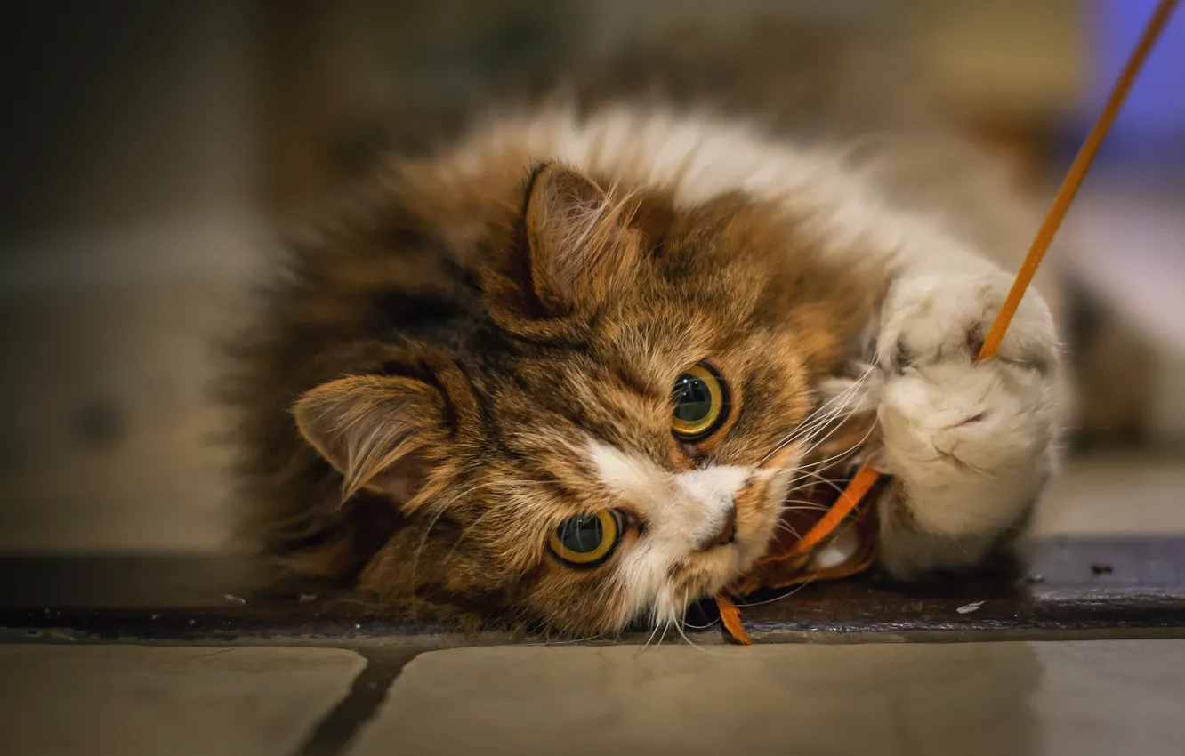 Photo wallpaper cat, look, pose, lies