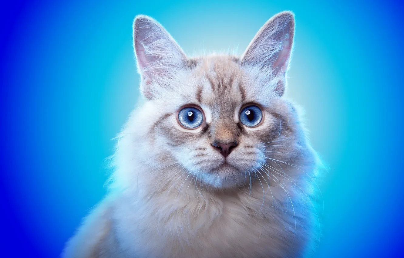 Photo wallpaper cat, look, background, animal, blue eyes, ears