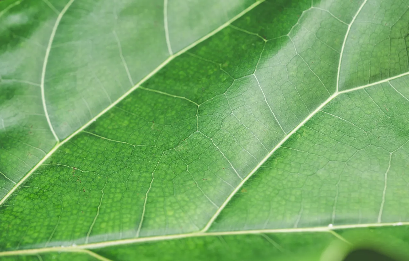 Photo wallpaper green, pattern, leaf, plant