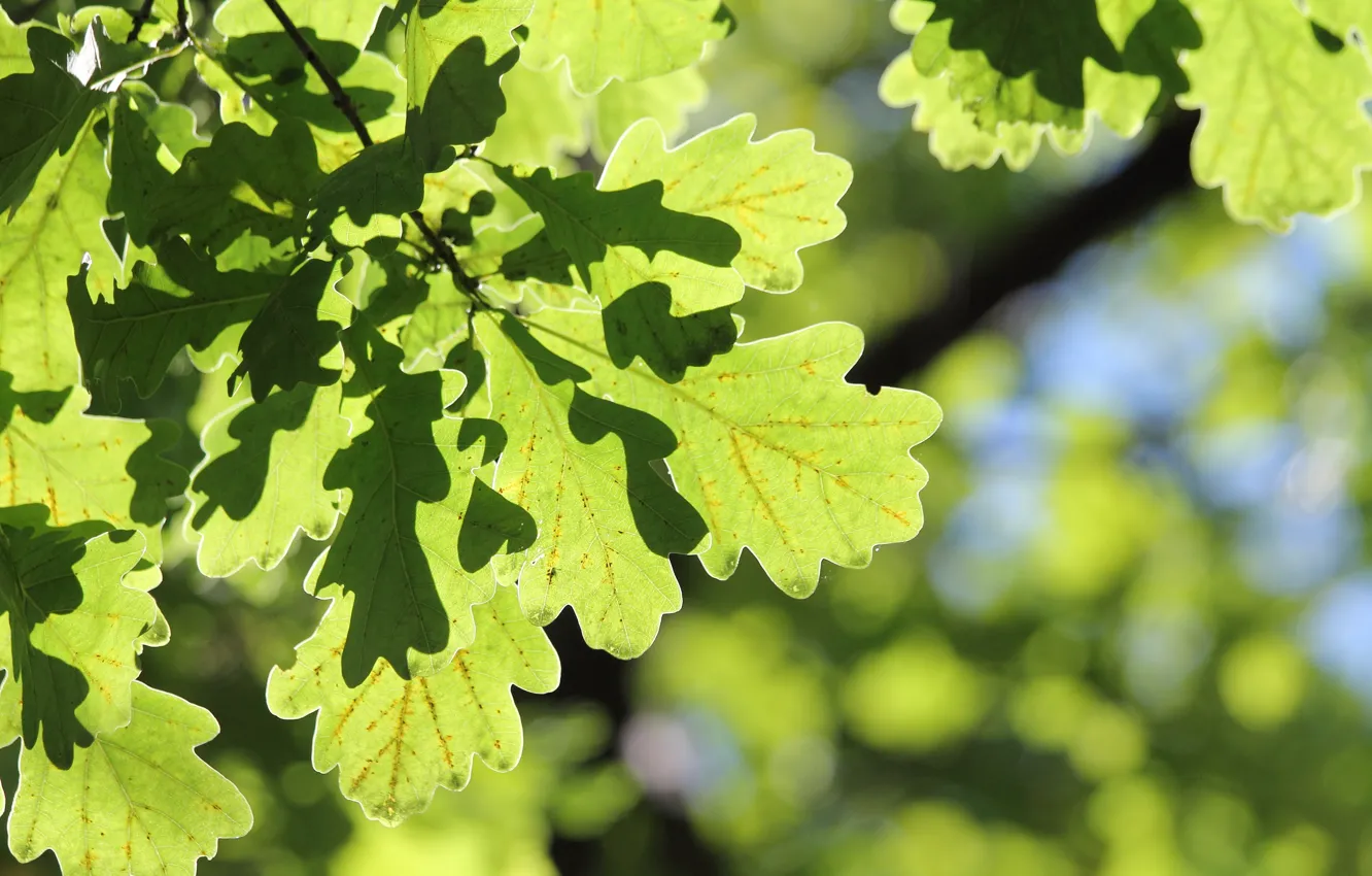 Photo wallpaper autumn, forest, leaves, oak, The Botanical garden