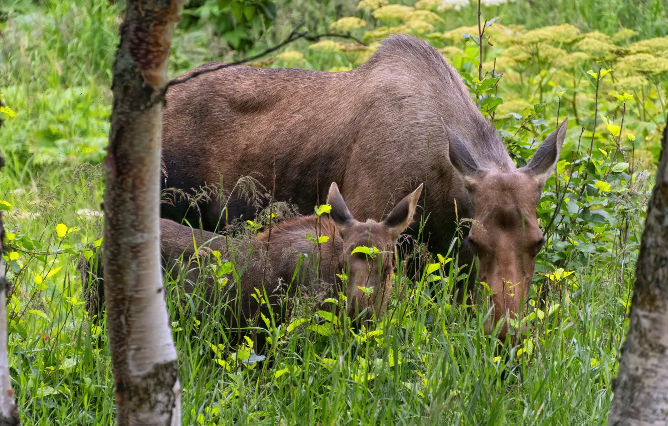 Photo wallpaper forest, nature, cub, mom, moose, calf, moose