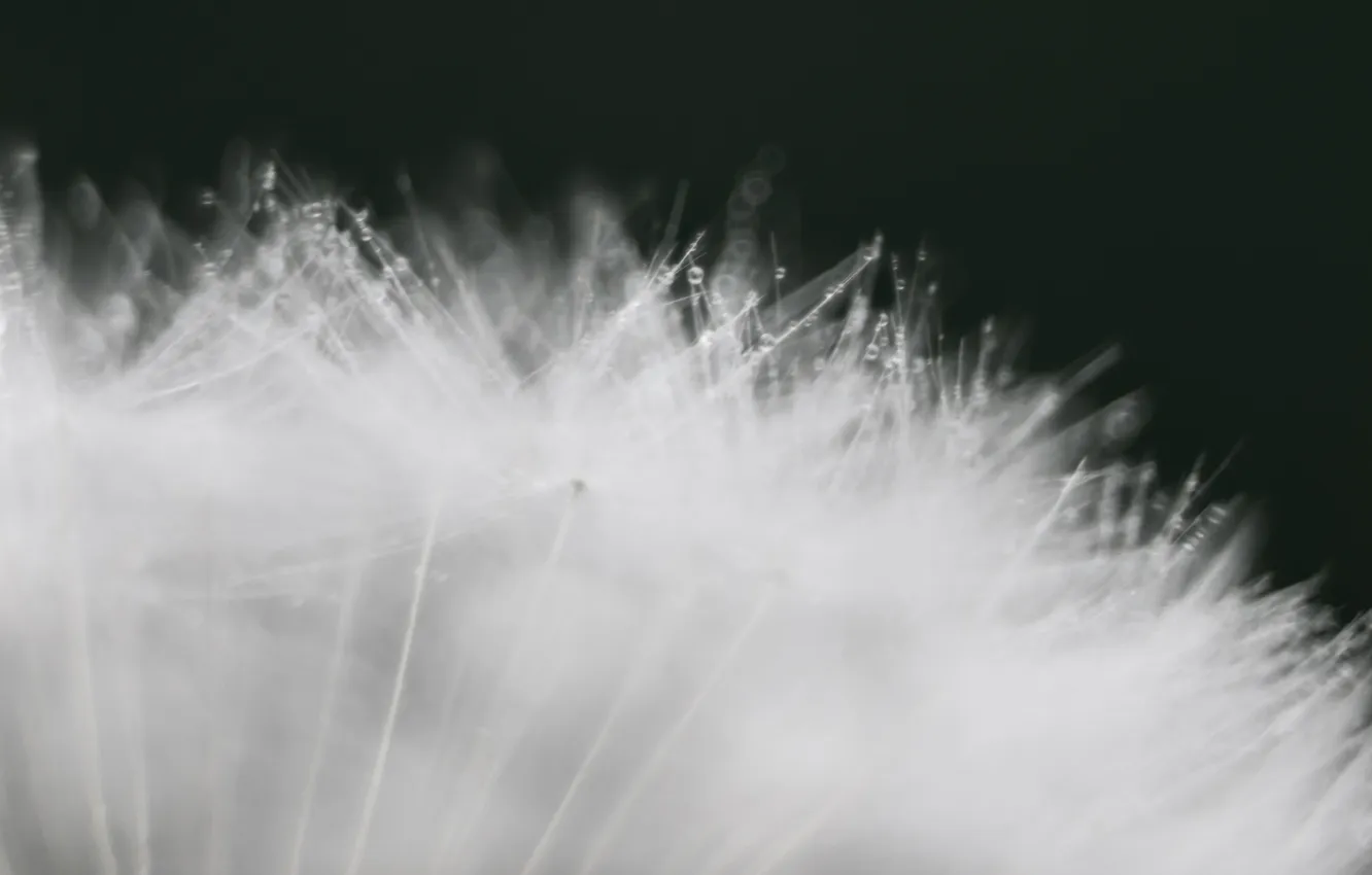 Photo wallpaper macro, Rosa, dandelion