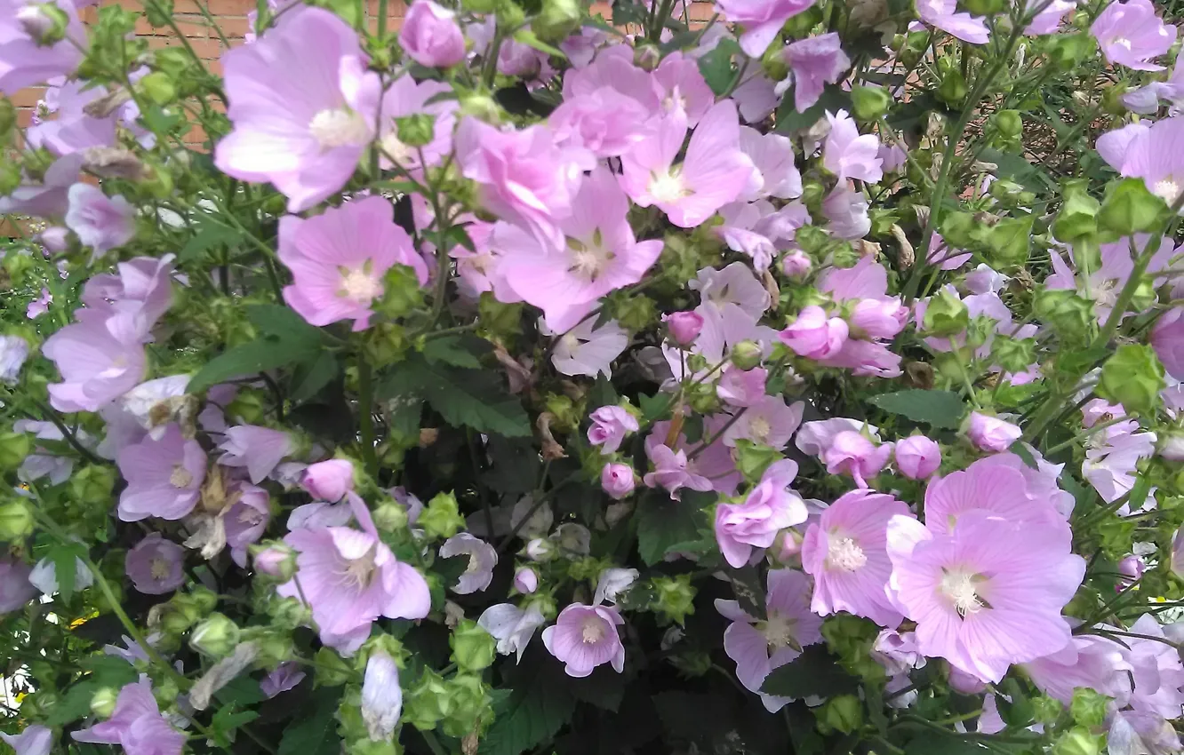 Photo wallpaper pink flowers, flowerbed with flowers, mallow
