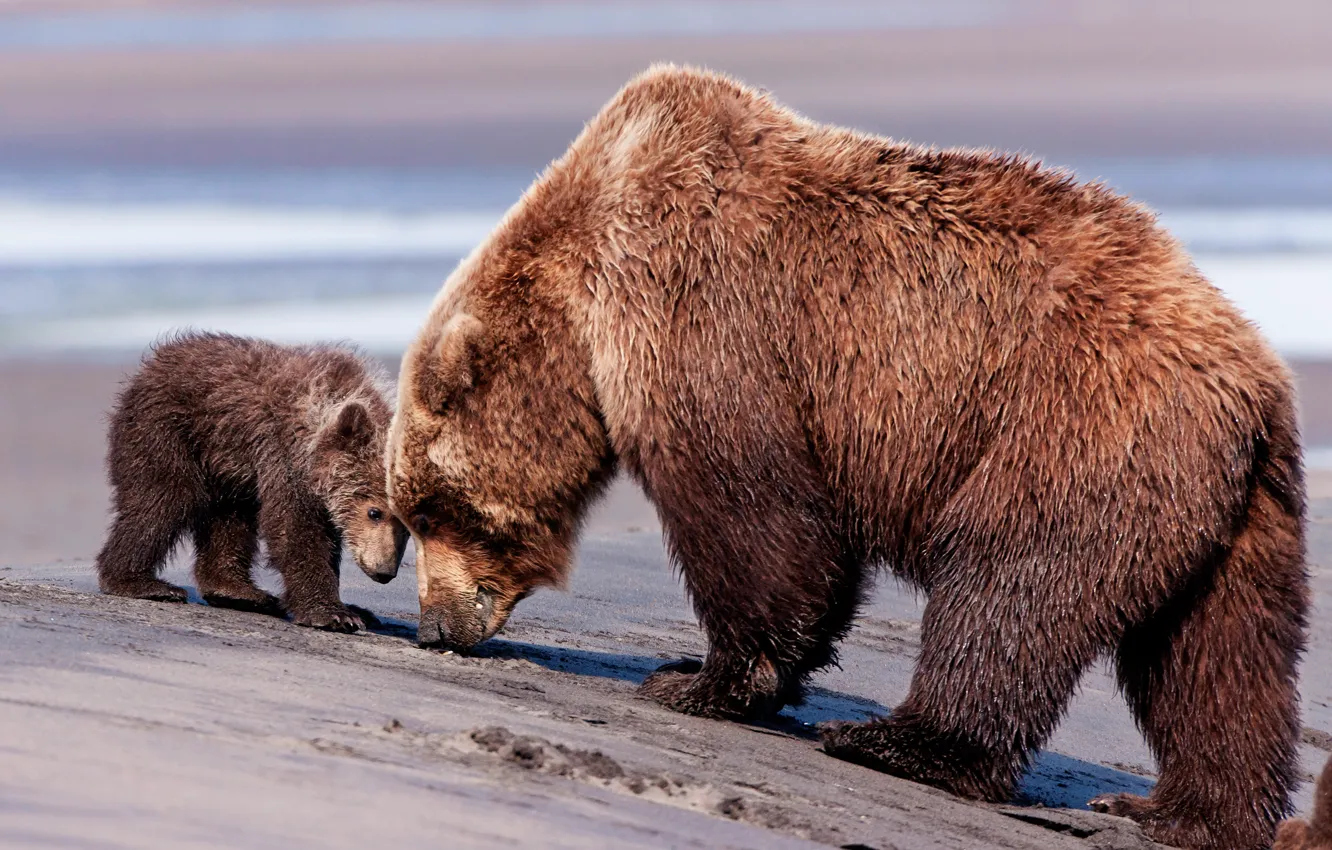 Photo wallpaper bear, bear, mom, brown bear, son, brown bears