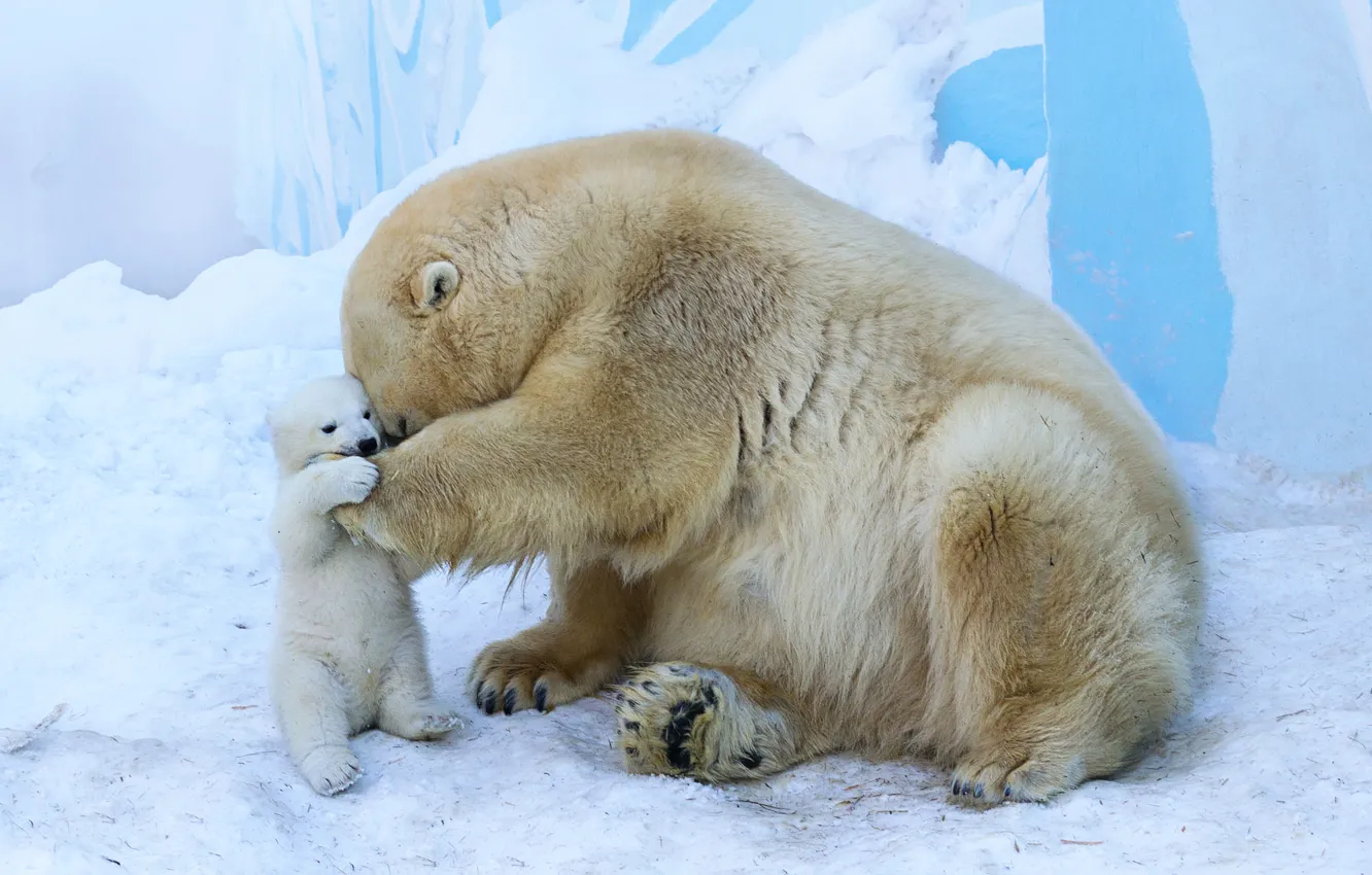 Photo wallpaper bear, bear, a mother's love