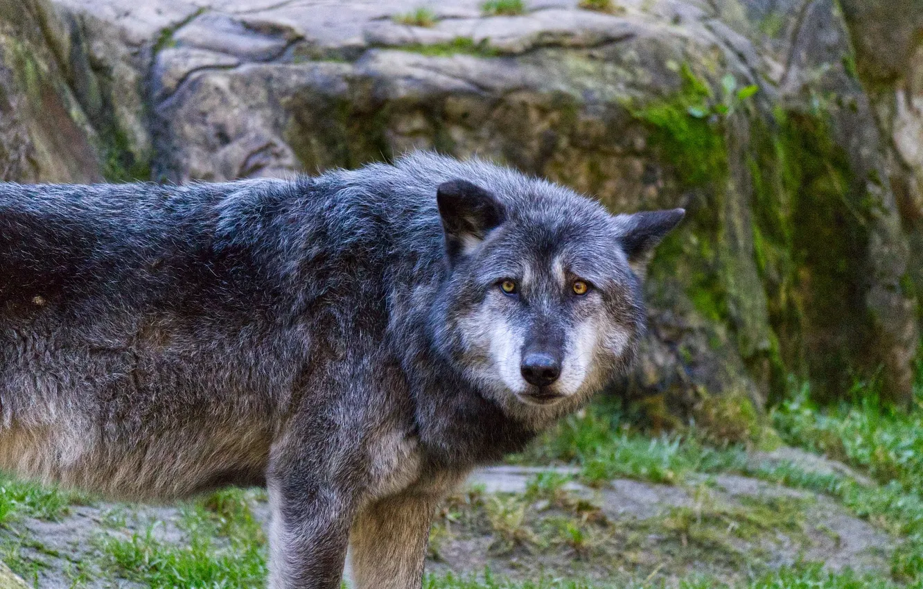 Photo wallpaper fantasy, nature, art, snow, predator, face, animal, wolf