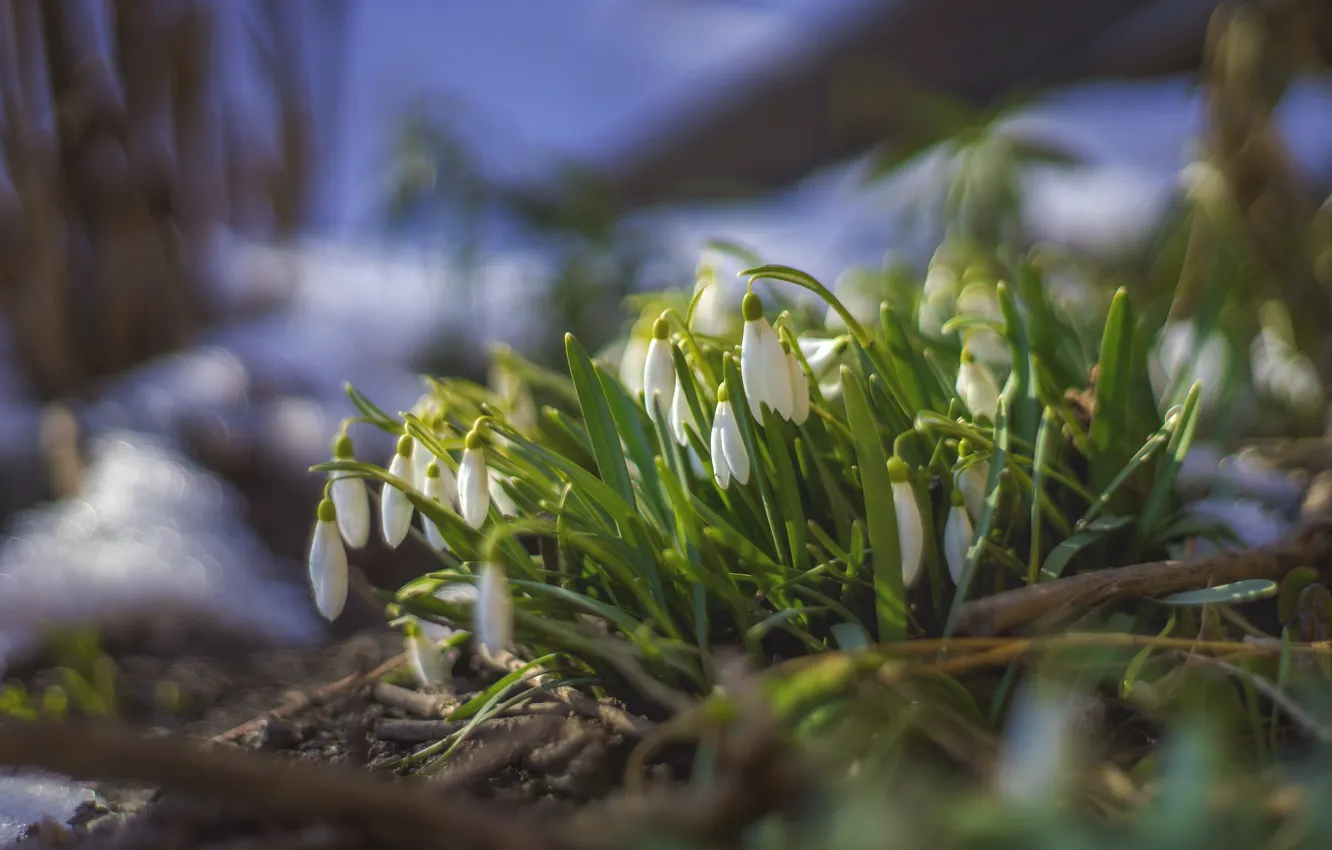 Photo wallpaper background, plant, snowdrops
