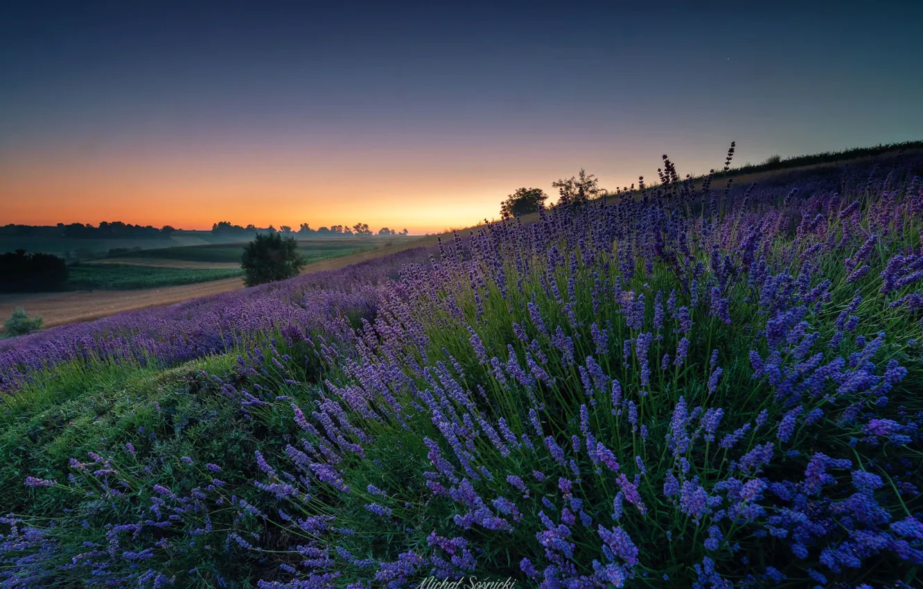 Photo wallpaper summer, landscape, sunset, nature, fog, meadow, Poland, lavender