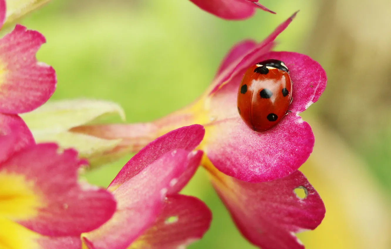 Photo wallpaper flowers, ladybug, primroses