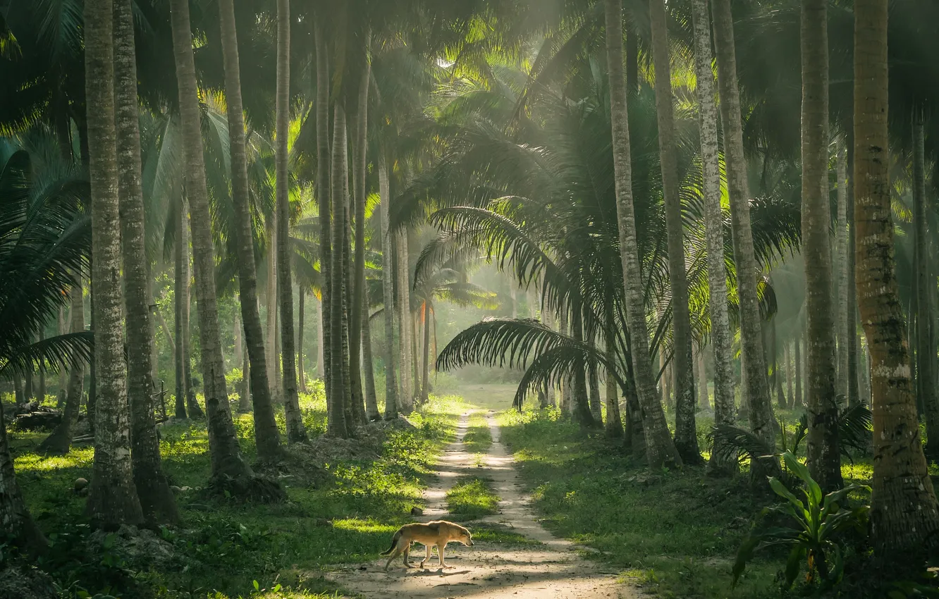 Photo wallpaper road, trees, nature, palm trees, dog, plants, jungle, road