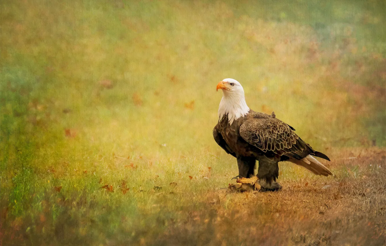Photo wallpaper field, background, bird, treatment, bald eagle