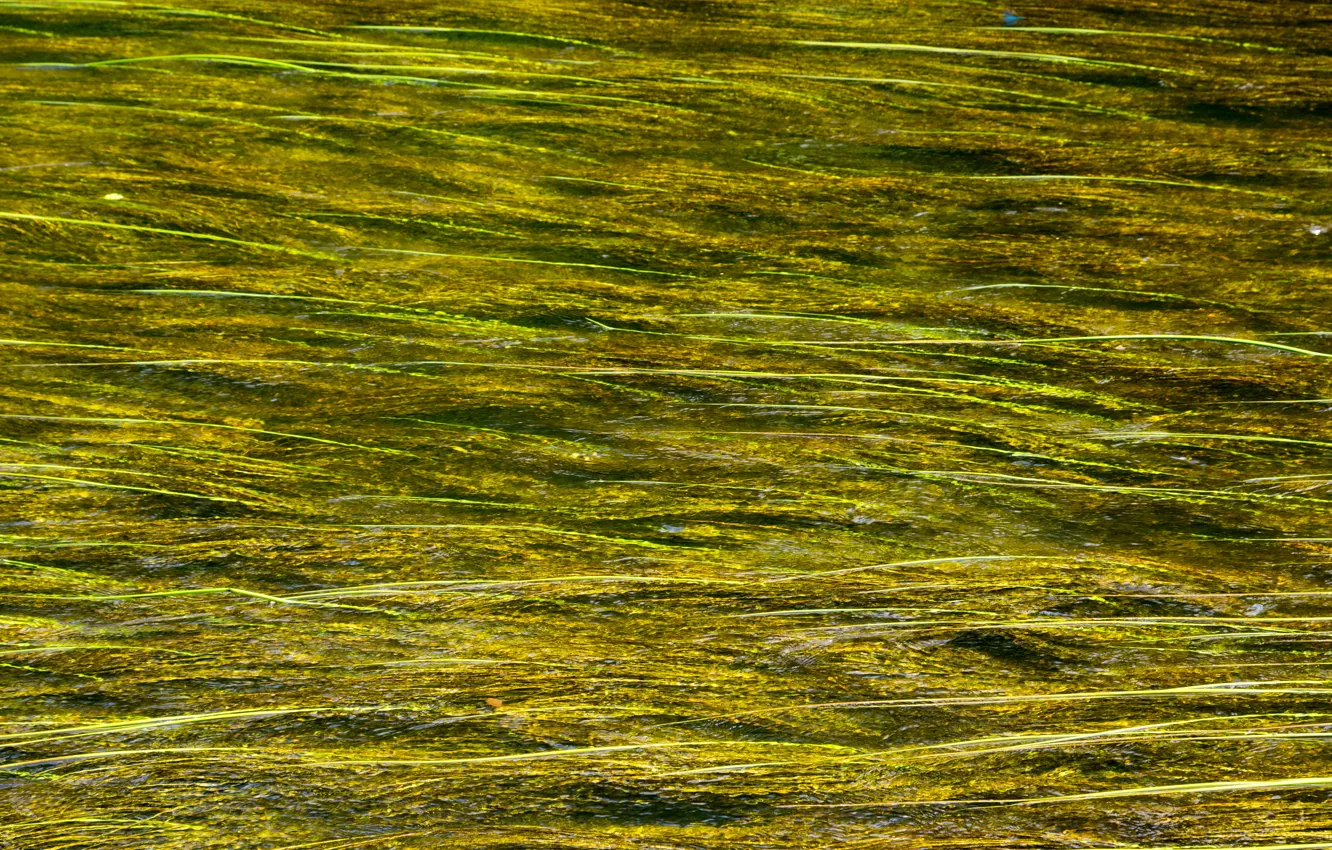 Photo wallpaper algae, river, for, without, photoshop