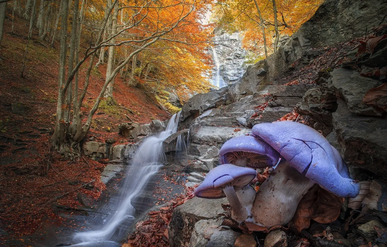Photo wallpaper autumn, forest, trees, landscape, nature, stones, mushrooms, waterfall