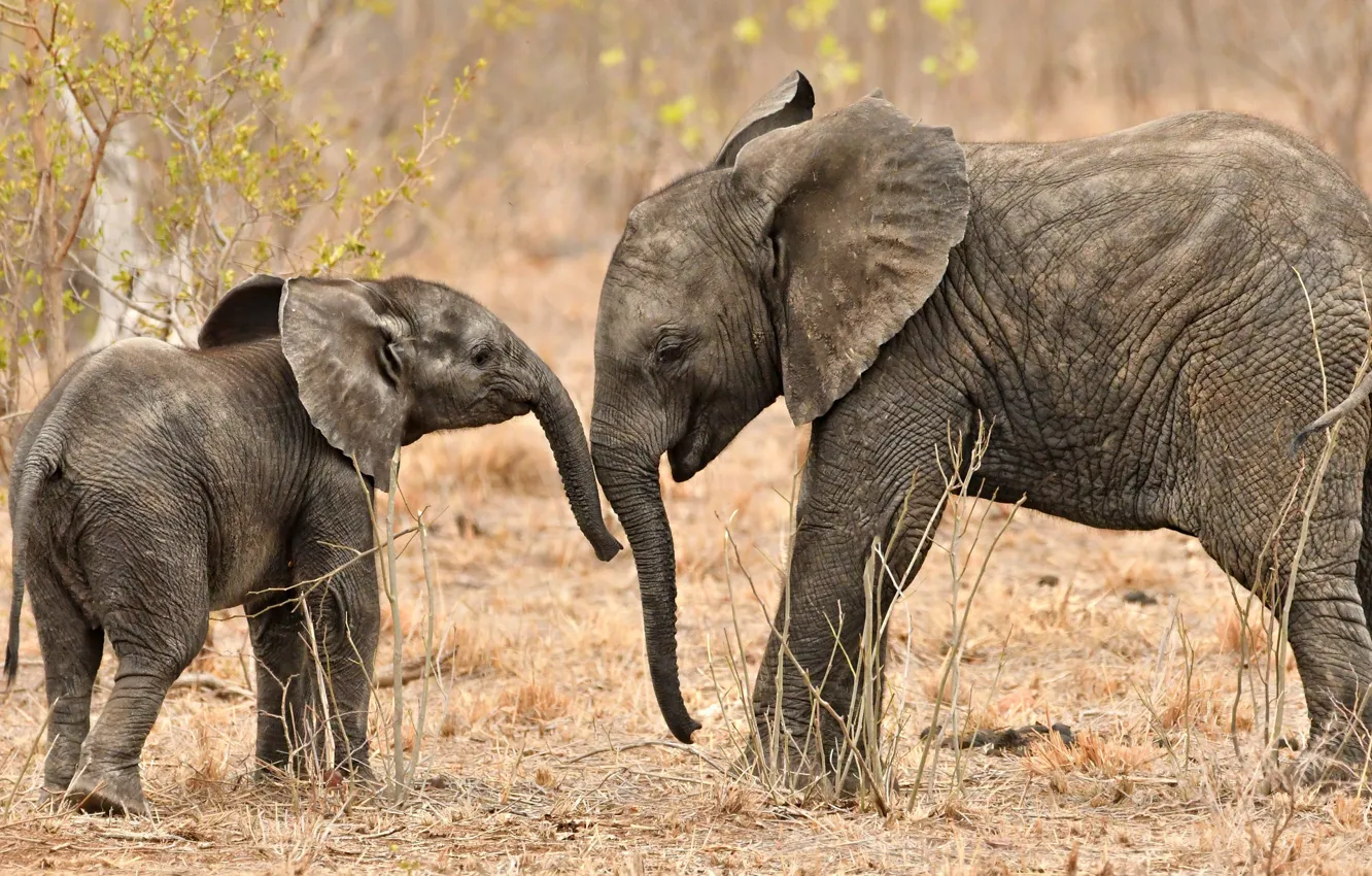 Photo wallpaper baby, elephants, trunk