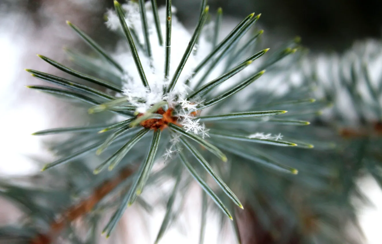 Photo wallpaper macro, snowflakes, needles