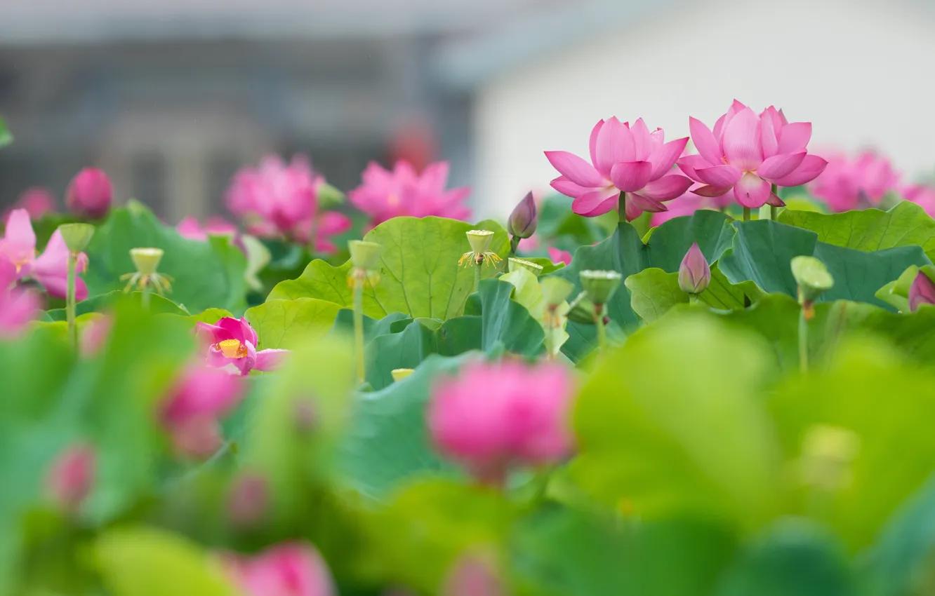 Photo wallpaper leaves, flowers, pink, Lotus
