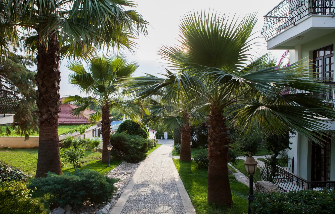 Photo wallpaper nature, Park, palm trees, plant, the hotel, nature, Turkey, park
