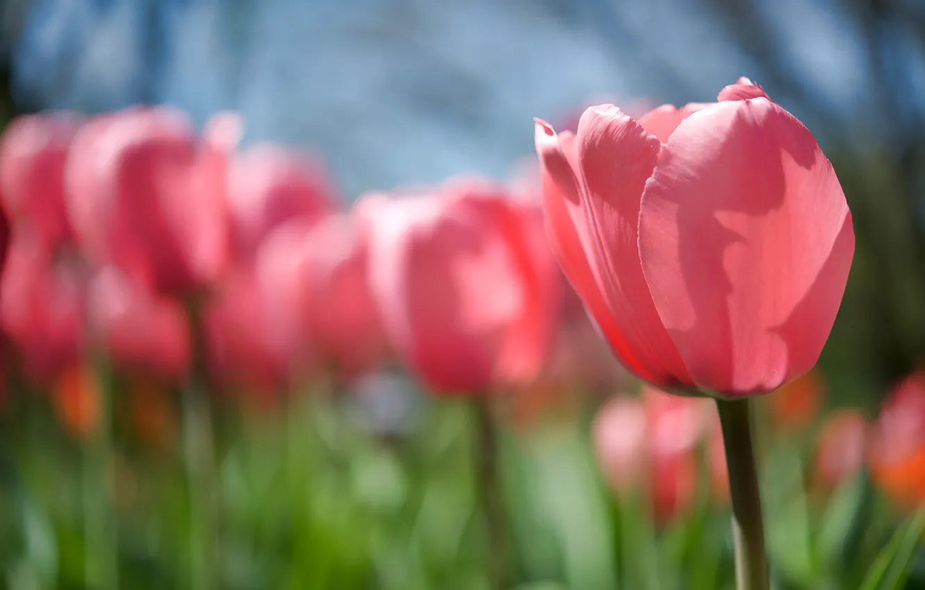 Photo wallpaper flower, the sun, light, nature, heat, pink, glade, Tulip